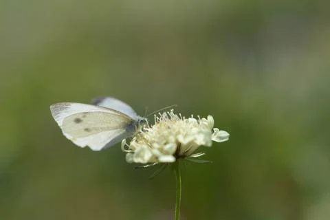 Small white, cabbage white on a white pincushion flower, Stock Photos