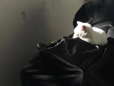Small white cat basking in the sunlight Stock Photos