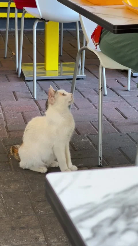 A small white cat with brown patches sits on the ground in a casual dining Stock Footage 318839765