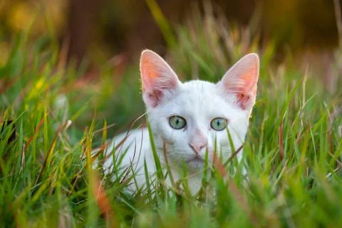 Small white cat close on grass - young pussycat Stock Photos