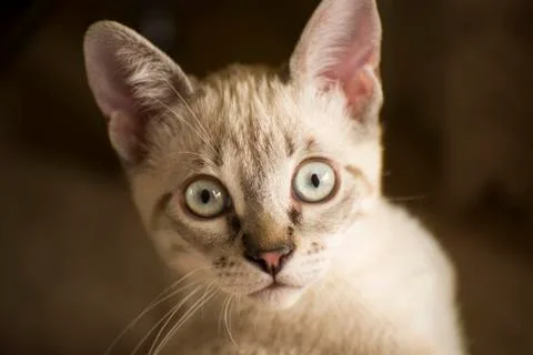 Small white cat 写真素材