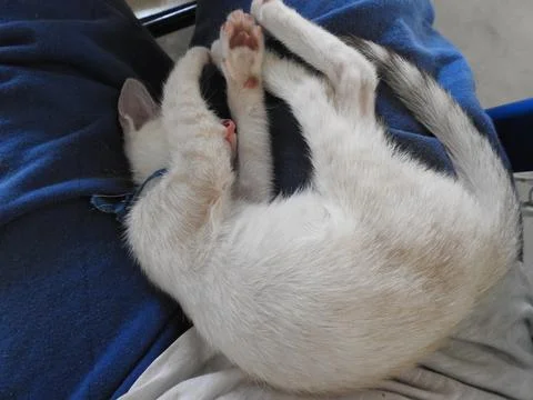 Small white cat sleeping on lap Foto stock
