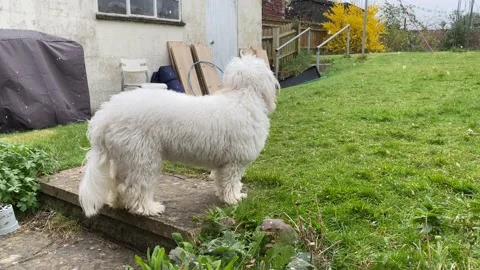 Small, white cavapoo dog in the garden in snow. Stock Footage 173018253