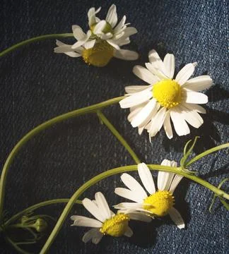 Small white chamomile flowers background blue denim field summer spring plants n Stock Photos