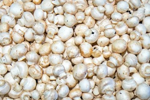 Small white champignons Foto stock