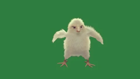 A small white chicken on green screen and movement motion composition design Video stock 335697254