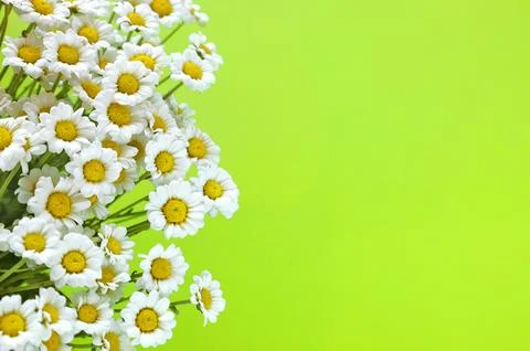 Small white chrysanthemums look like chamomiles bouquet. Bunch of flowers o.. Stock Photos