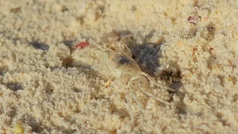 A small white crab on the white sand beach Stock Footage 304583636