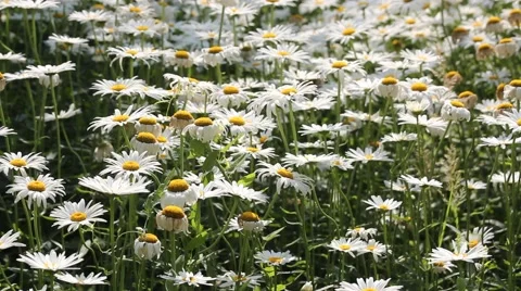 The small white daisies breeze blowing Stock-Footage 40182115