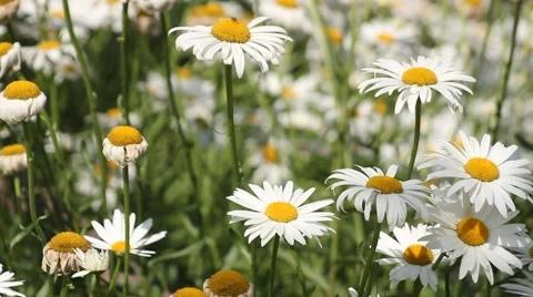 The small white daisies breeze blowing Video stock 40246997