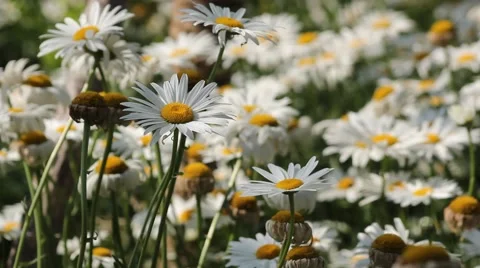 The small white daisies in close-up Stock Footage 40189474
