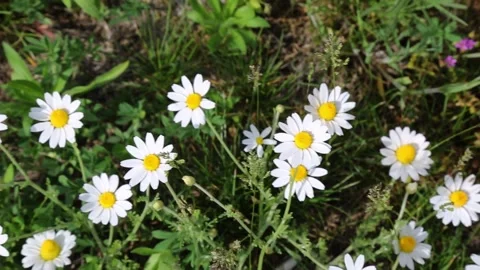 Small white daisies scattered across natural earth ground Stock Footage 311510705