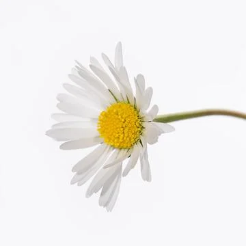 Small white daisy close up 스톡 사진