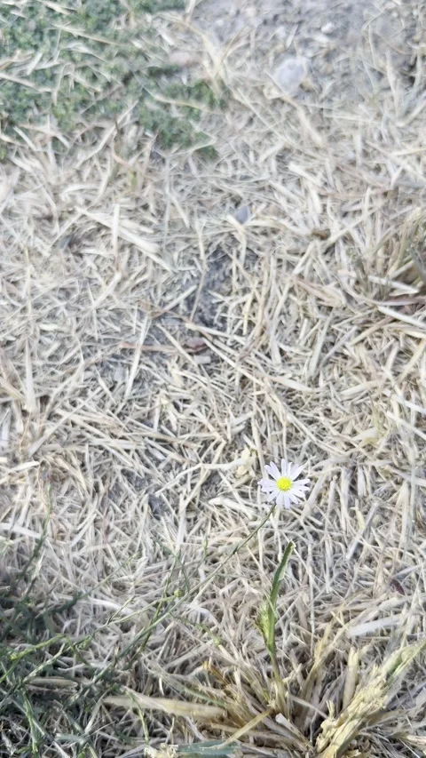 Small White Daisy in Dry Patchy Lawn Stock Footage 346475973