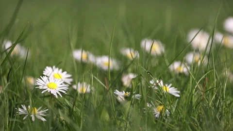 Small White Daisy Flowers With Yellow Centers Dot A Lush Green Lawn And Gently S Stock Footage 322583089