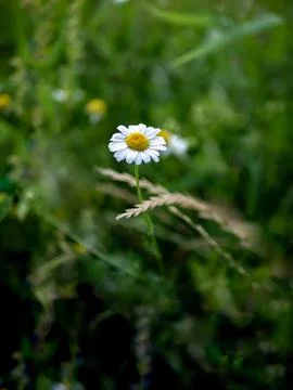 Small white daisy growing in the middle of green field Фото