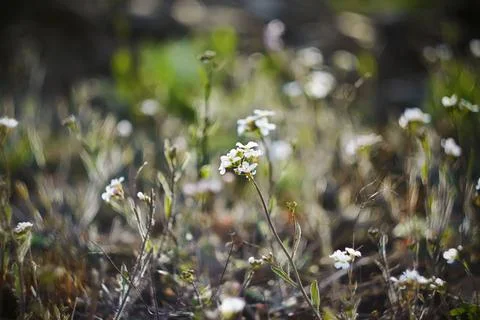 Small white delicate spring flowers grow in a small clearing, illuminated by  Stock Photos