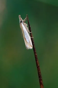 Small white dew covered moth 스톡 사진