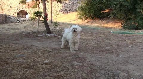 Small white dog (1) Vidéo 10747953