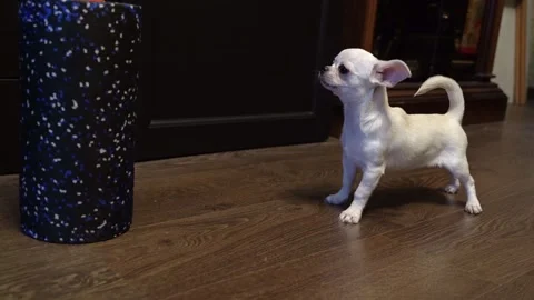 Small white dog approaches and investigates a colorful cylindrical object on a Vídeo Stock 338172375