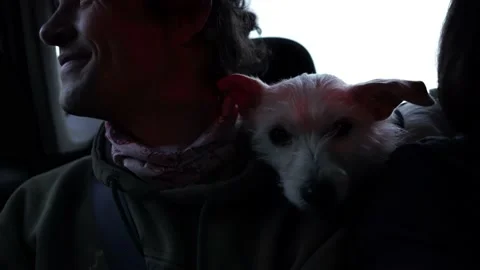 Small White Dog in Car Between Caucasian Man and Woman Stock Footage 146167141