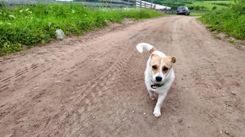 A small white dog in the countryside Stock Footage 314580228