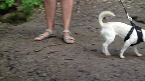 Small white dog exploring creek and waterfall on leash Stock Footage 314898198