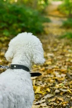 Small white dog exploring a path in a French autumn forest Stock Photos