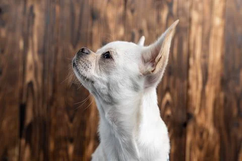 Small white dog with large ears is gazing thoughtfully to the side, showcasing Foto stock