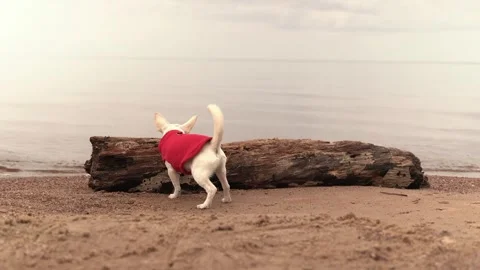 Beach Peeing Stock Video Footage Royalty Free Beach Peeing Videos Pond5