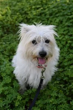 Small white dog Foto stock