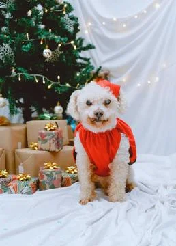 Small white dog Stock Photos