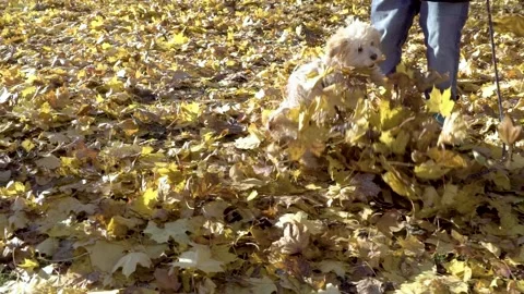 Small white dog playing in pile of yellow leaves with owner in slowmotion Stock Footage 264163500
