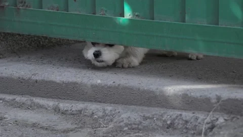 Small white dog protecting and barking 스톡 동영상 132006471