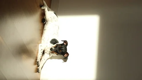 A small white dog puppy breed Jack Russel Terrier. Stock Footage 147452053