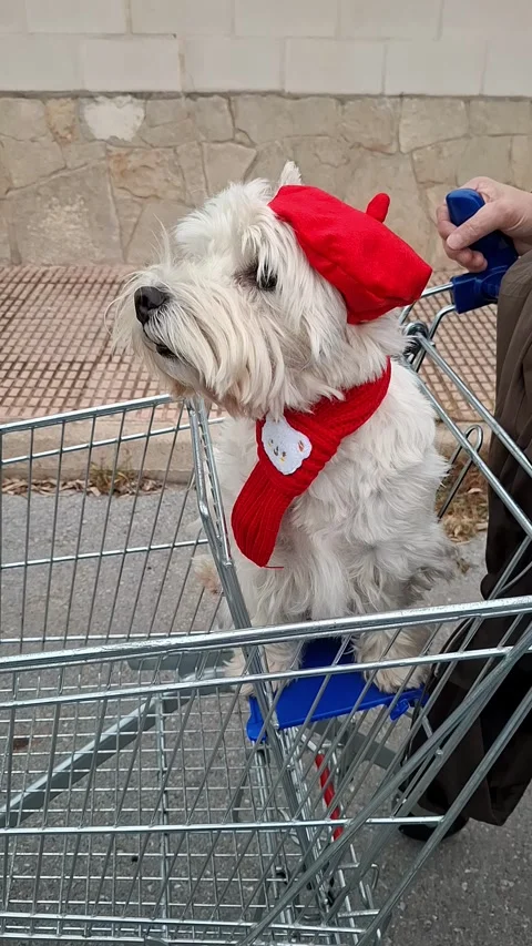 Small white dog in red beret and scarf rides in shopping cart at supermarket 스톡 동영상 337344973