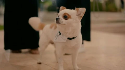 A small white dog with red spots stands in the light of lanterns in the evening. Stock Footage 227319623