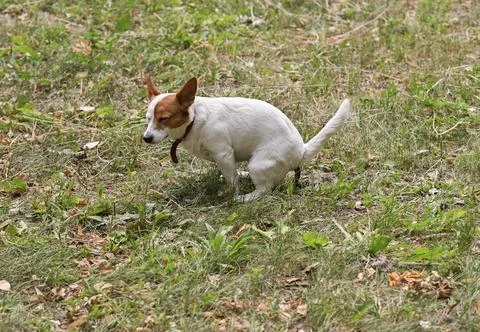 Small white dog relieving itself on green grass during walk, demonstrating .. Stock-Fotos