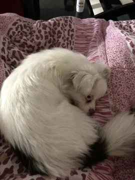 Small White Dog Resting on Leopard-Print Blanket Stock Photos