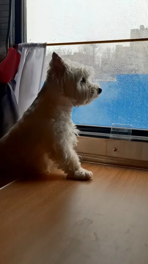 Small white dog rides train and looks out the window during a rainy day journ Stock Footage 337343727