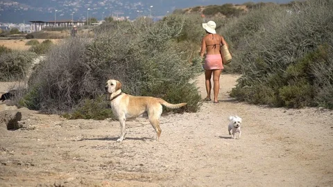 Small white dog running Stock Footage 128350390