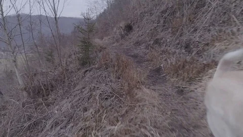Small white dog running full speed on the narrow path Stock-Footage 72983052