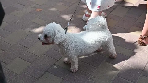 A small white dog is seen walking on a leash in an outdoor area surrounded by Vidéo 337101212