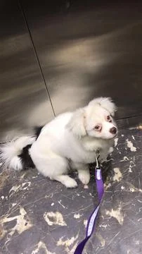 Small White Dog Sitting in Elevator 写真素材