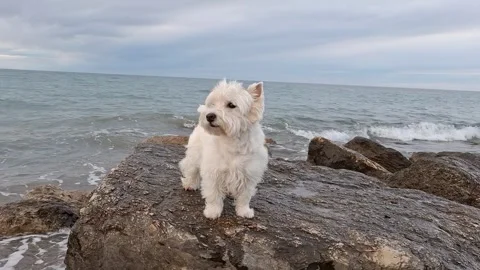 Small white dog stands on rocks at the seaside wearing a straw hat while lo.. Stock Footage 337343811