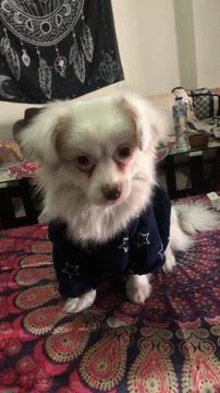 Small White Dog in Star-Patterned Outfit Indoors Stock Photos