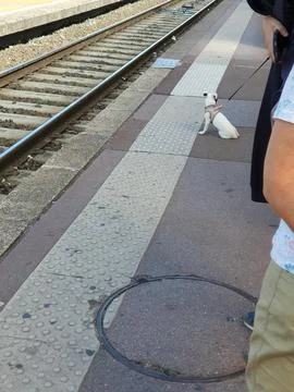 Small White Dog Waiting on Train Station Platform Near Tracks With Owner on.. Stock Photos