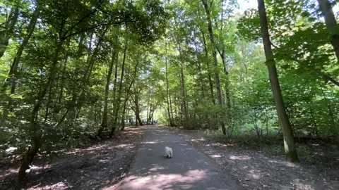 Small white dog walking along paved forest path beneath tall green trees with 库存影片 345008612