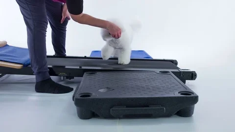 Small white dog is walking on a conveyor belt and someone is feeding him Video stock 83774060