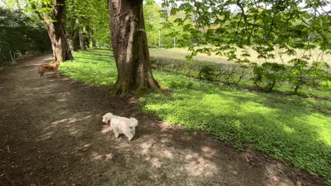 Small white dog walking on a shaded dirt path in a countryside park Stock-Footage 336962330